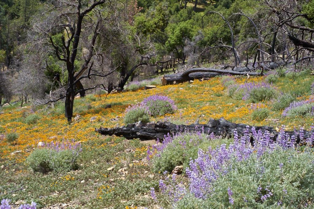 Wildflowers Los Padres National Forrest
