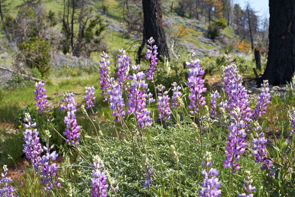 Wildflowers Los Padres National Forrest